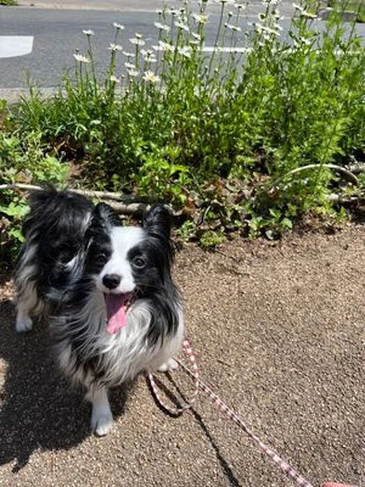 画像1549：パピヨンの保護犬