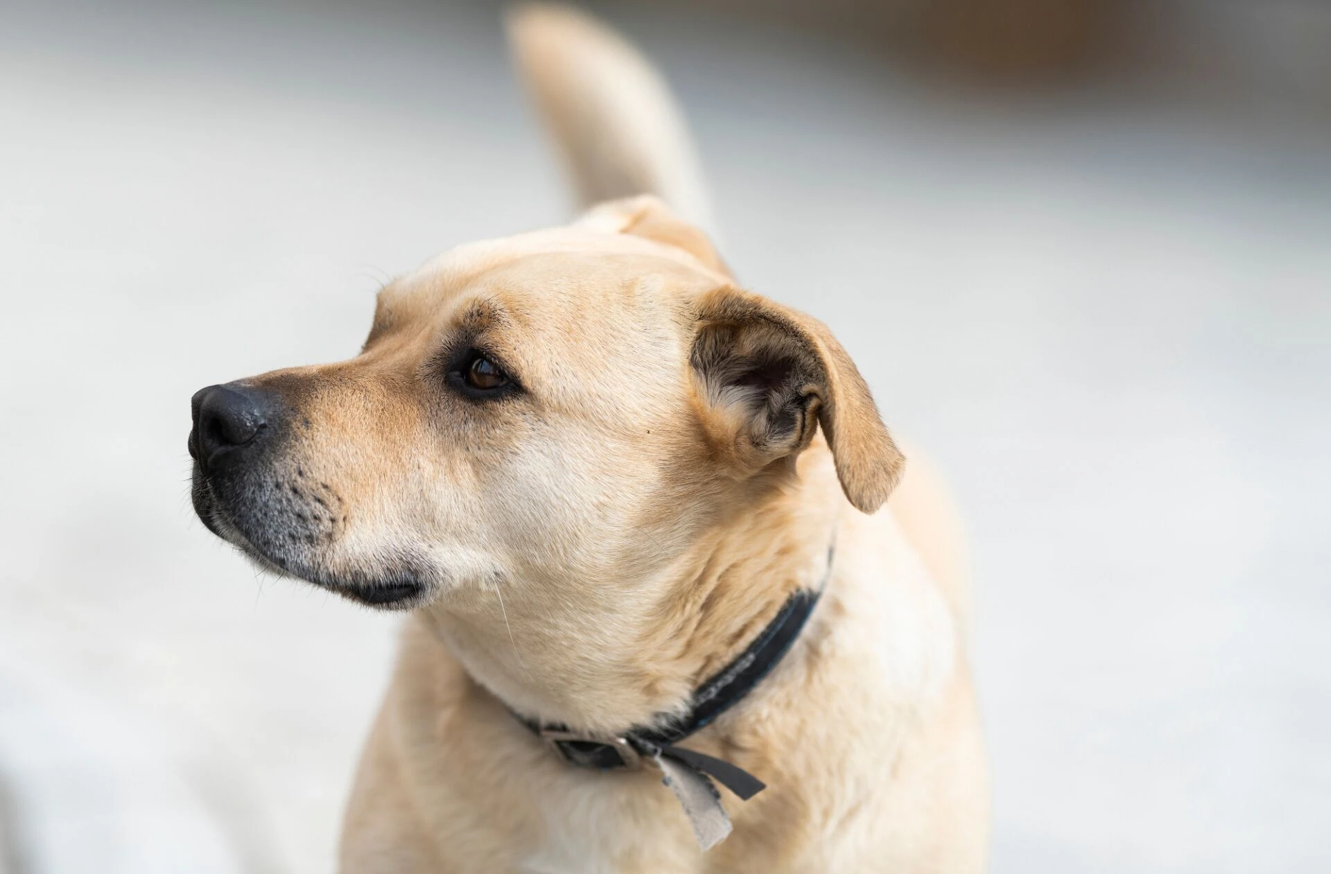 保護犬